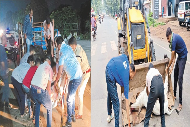 गौवंश की मौत(photo-patrika)