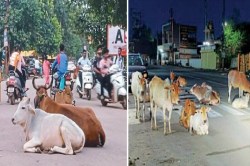 CG News: शहर के सभी प्रमुख मार्गों पर मवेशीराज कायम, 100 से अधिक गौवंशों की मौत… - image