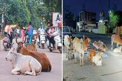 CG News: नशे में धुत ट्रेलर चालक ने 14 गौवंशों को रौंदा, 10 की मौत... आरोपी गिरफ्तार(photo-patrika)