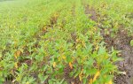 Soybean crop remained small due to rain, flowers started appearing, production will be affected