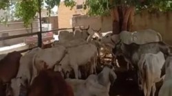 मंगल ही मंगल: 2 लाख 54 हजार पशुओं का होगा नि:शुल्क बीमा - image