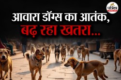 आवारा डॉग्स का आतंक : राजस्थान में 5 साल में 35 हजार से ज्यादा लोगों को काटा,
साल दर साल बढ़ रहा ग्राफ - image