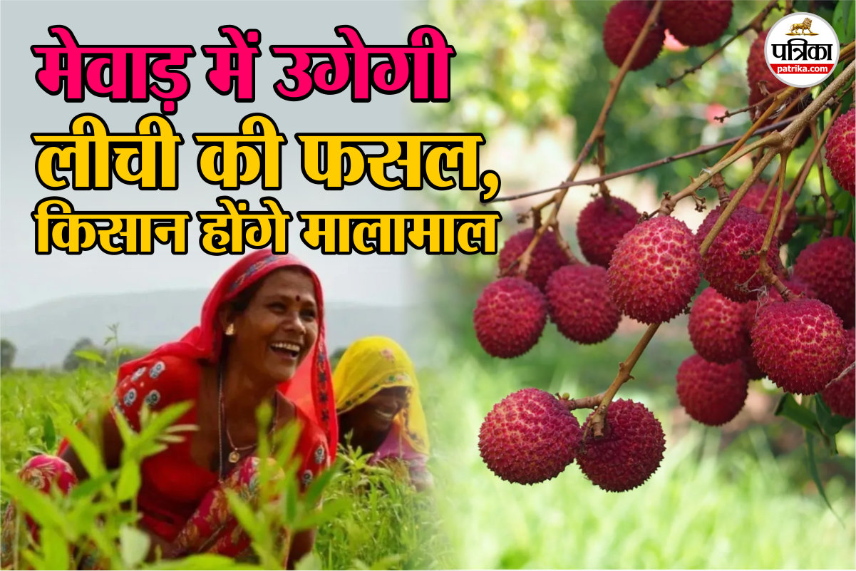 Chittorgarh: ठंडे प्रदेशों में होने वाली लीची की अब मेवाड़ में उगेगी फसल, जानें
यूं किसान होंगे मालामाल