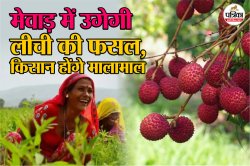 Chittorgarh: ठंडे प्रदेशों में होने वाली लीची की अब मेवाड़ में उगेगी फसल, जानें
यूं किसान होंगे मालामाल - image
