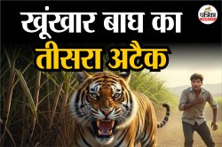 गन्ने के खेत में जबड़े से दबाते हुए शख्स को घसीटता ले गया बाघ; आधी खाई लाश के
साथ दूर कटा मिला 1 पैर - image