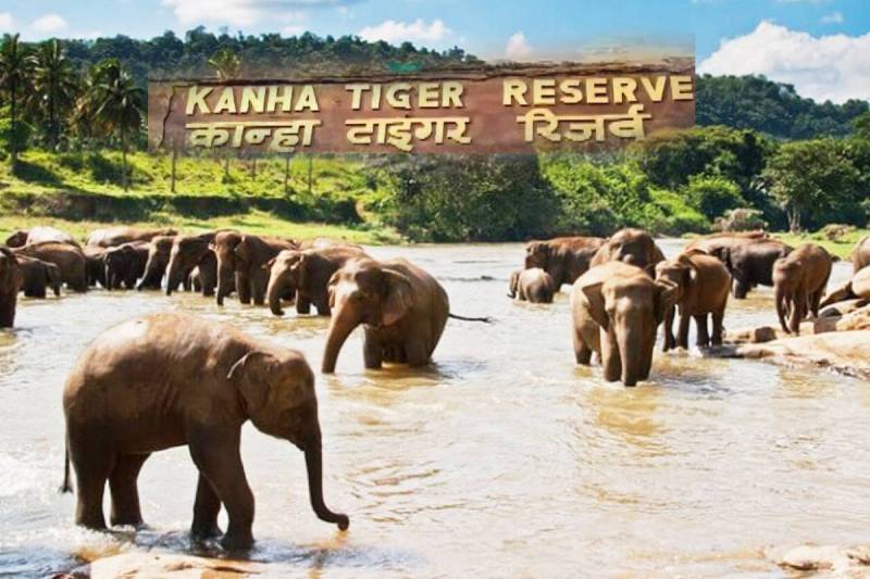 Wild Elephant in Kanha Tiger Reserve