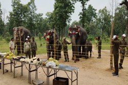 World Elephant Day: कुमकी हाथियों को फूल-मालाओं से सजाकर की गई पूजा, परोसे गए
स्वादिष्ट व्यंजन - image