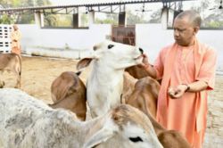 सीएम योगी के नेतृत्व में गो सेवा से तरक्की करेगा उत्तर प्रदेश, पंचगव्य से लेकर
बायोगैस तक होगा उत्पादन - image