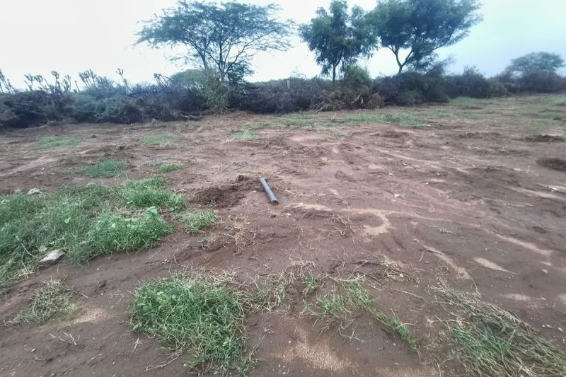 Plantation done on the land of Tiloli Gram Panchayat was wasted