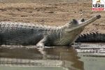 crocodile attacks