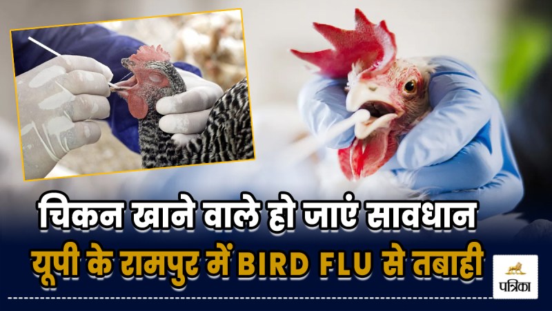 bird flu in rampur outbreak 80000 chickens dead poultry loss