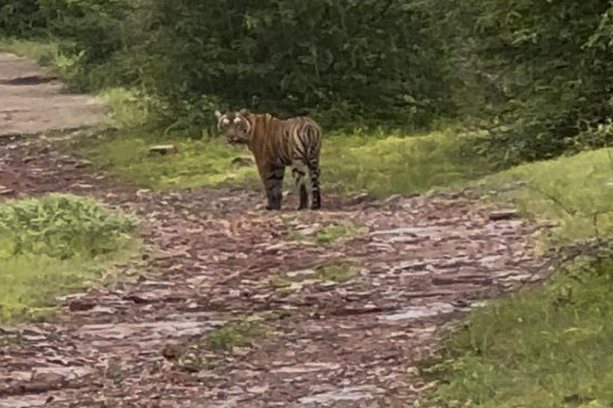 मीरा साहब के रास्ते में टहलती दिखी बाघिन आरवीटी- 8