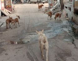 डेढ़ साल में 5 हजार लोगों पर हमला कर चुके श्वान, गत वर्ष हुई थी बालक की मौत - image