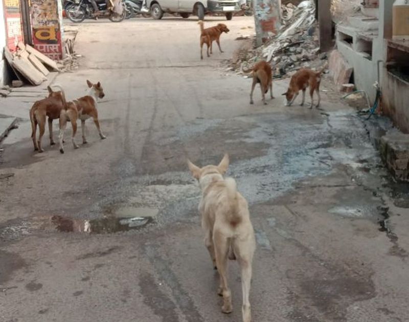 डेढ़ साल में 5 हजार लोगों पर हमला कर चुके श्वान, गत वर्ष हुई थी बालक की मौत