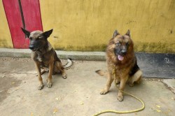 Assistance Dog Day:अपराध रोकने में डॉग स्क्वाड की भूमिका इंसानों से कम नहीं, ये
हैं खाकी वीर…सूंघते हैं सुराग - image