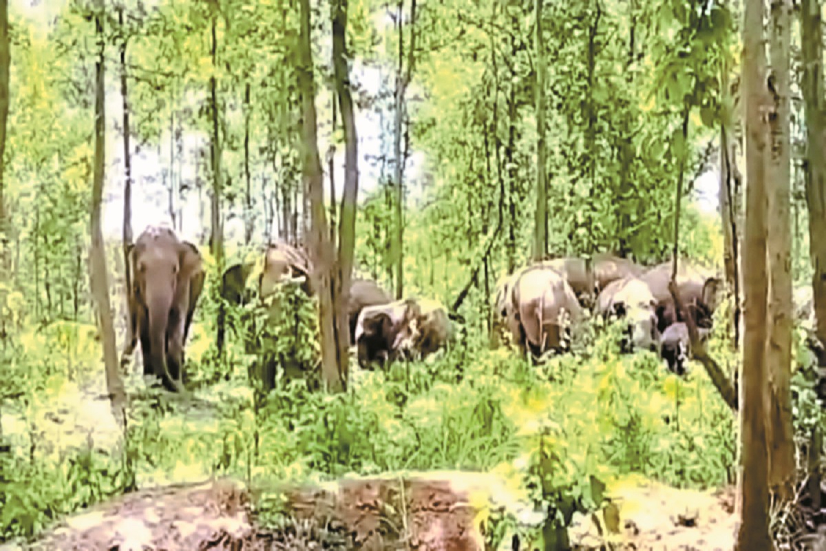 CG News: 27 हाथियों के झुंड ने डेरा डाला, खेतों की फसलें रौंदी, गांव में अलर्ट जारी