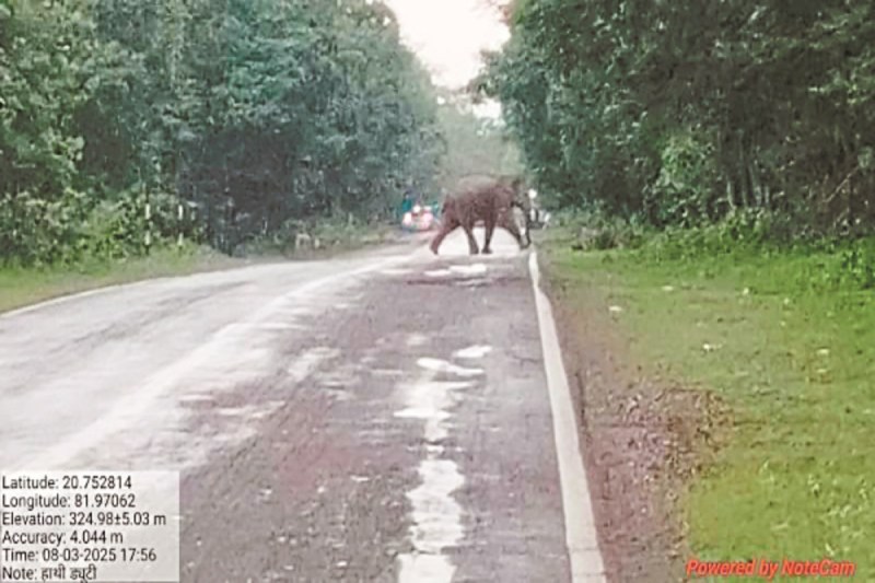 CG News: नेशनल हाईवे पर गजराज ने घंटेभर लगा दिया लंबा जाम, दो किमी तक ट्रैफिक