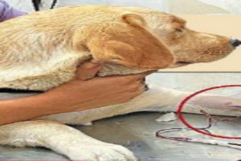 National Dog day: बिलासपुर में डॉग ब्लड डोनेशन की अनोखी मिसाल, बीमार लैब्राडोर को मिला जीवन