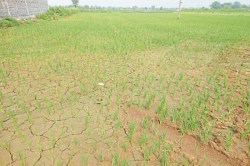 CG News: देवराज इंद्रदेव हुए नाराज, तेज धूप के चलते खेतों में दिखने लगी दरारें,
चिंता में पड़े किसान - image