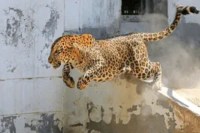 तेंदुए का कहर Image Source - Social Media