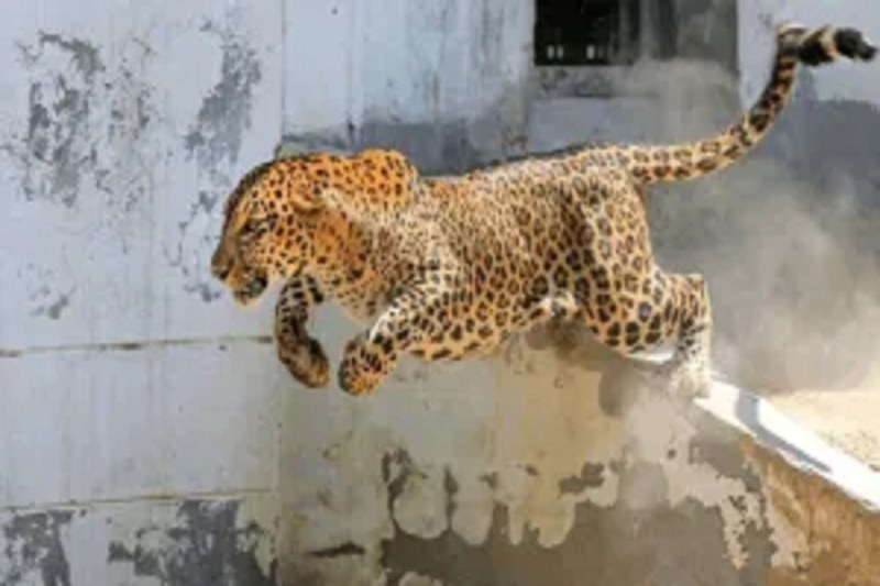 तेंदुए का कहर Image Source - Social Media