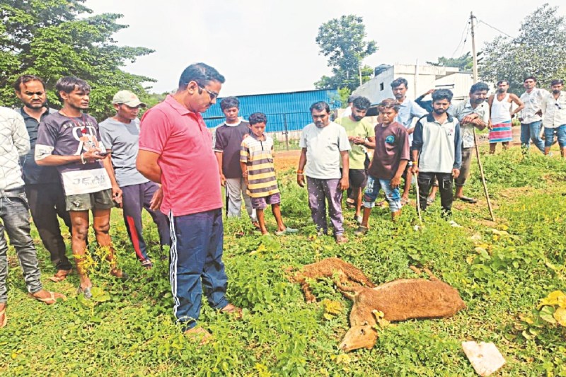 CG News: फैक्टरी से निकलने वाला जहरीला पानी पीने से 16 मवेशियों की मौत, कंपनी सील कर जांच जारी