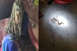 एमपी में महिला ने दिया सांप के बच्चों को जन्म ! डॉक्टर बोले- ये पॉसिबल नहीं… - image