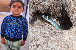 खेत की मेढ़ पर खेल रहे बच्चे ने सांप के बिल में डाला हाथ, चली गई जान - image
