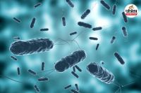 Cholera outbreak in Sudan