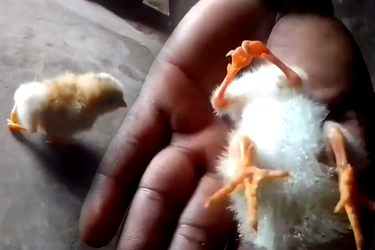 Rare Chick