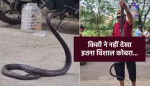 20 years most dangerous giant snake found in MP