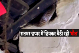 Cobra Hide In Roof