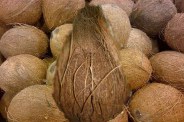 coconut