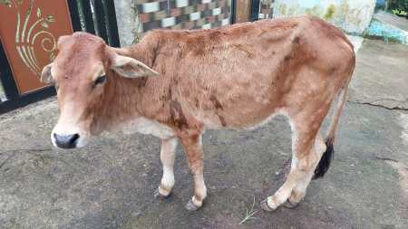Lumpy virus havoc in jabalpur, more than 10 cattle died