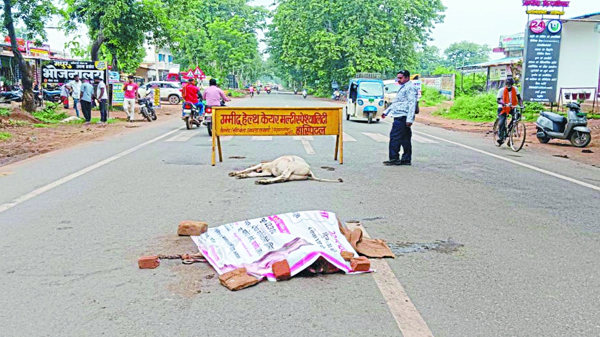 CG Road accident : सड़कों पर बैठे रहते हैं गौवंश, तेज रफ्तार ट्रक ने 9 गौवंश को
कुचला, सभी की मौत