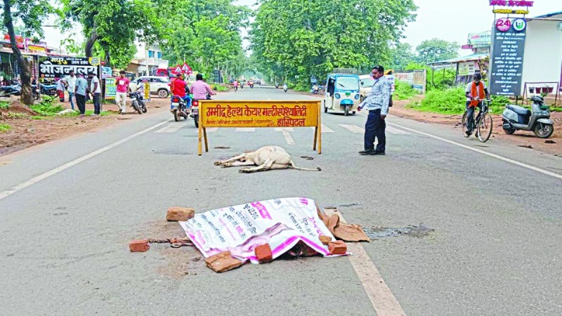 रविवार रात्रि से सोमवार सुबह तक जिला मुख्यालय में तेज रफ्तार ट्रक ने सड़क पर बैठे 9 गौवंश को कुचल दिया, जिससे इन सभी गौवंशो की मौत हो गई। मृत गौवंशों में 8 गाय व एक नंदी है।