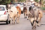 CG News, bemetara news