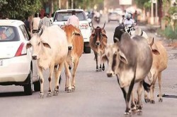 CG News: मवेशी के कारण दुर्घटना हुई तो मालिक पर होगी कानूनी कार्रवाई, पुलिस ने
ग्रामीणों को समझाया - image