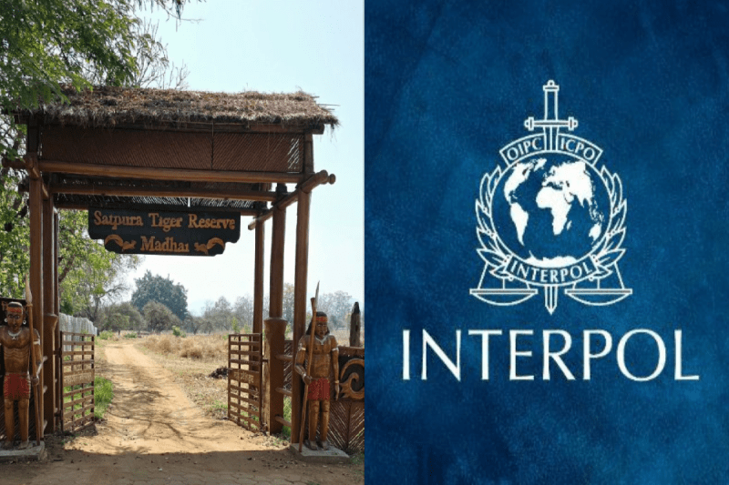 Interpol Red Corner Notice issued for the arrest of an active smuggler in MP
