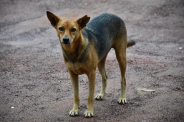 stray dogs सुप्रीम कोर्ट आज सुनाएगा फैसला (प्रतीकात्मक तस्वीर- Patrika)