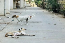 अहमदाबाद में एक वर्ष में 55 हजार से अधिक डॉग बाइट के मामले - image