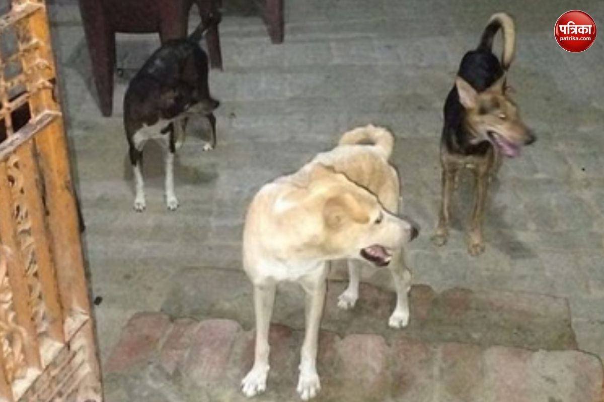 CG News, dog