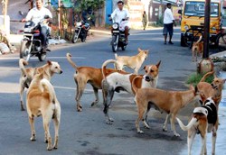 एनसीआर में 8 सप्ताह में बनेंगे 5000 शेल्टर होम, सागर में अभी एक के लिए भी टेंडर
नहीं - image