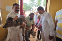 अब गायों को भी मिलेगी इंसानों जैसी सुविधा, MP में खुला देश का पहला ‘गौ मेटरनिटी
वार्ड’ - image