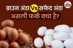 Brown Egg Vs White Egg: कौन सा आपकी सेहत के लिए सबसे अच्छा है? जानिए कीमतों में
अंतर क्यों है? - image