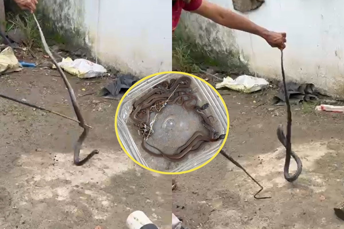 family of cobra snakes