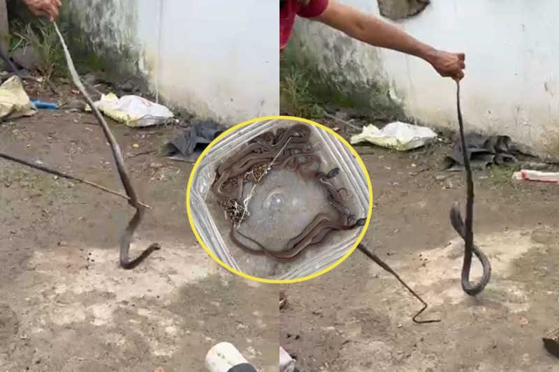 family of cobra snakes