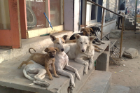 CG News: शहर में कुत्तों की देखभाल का नया प्लान! हर जोन में 7 फीडिंग जोन, अलग रखे जाएंगे खूंखार कुत्ते...(photo-patrika)