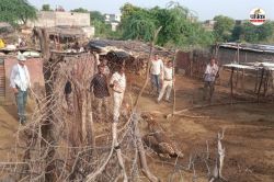Ranthambore: कूनो से बालेर रेंज में पहुंच गई थी ‘ज्वाला’, MP से आई वन विभाग की
टीम ट्रेंकुलाइज कर ले गई - image