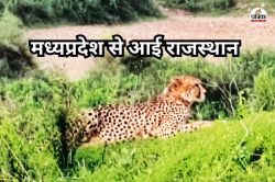 Rajasthan: चंबल पार कर MP के कूनो से राजस्थान के रणथंभौर पहुंची ‘ज्वाला’, वन
विभाग की टीम कर रही ट्रेकिंग - image